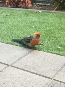 Sighting Rosella