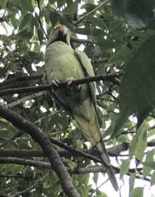 Sighting Indian Ringneck Parakeet