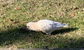 Sighting Corella Cockatoo