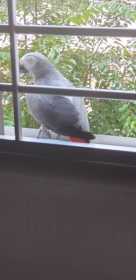 Sighting African Grey