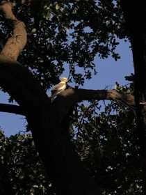 Sighting Cockatiel