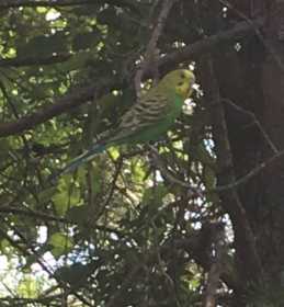 Sighting Parakeet