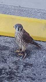 Sighting Falcon