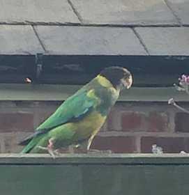 Sighting Plum-Headed Parakeet
