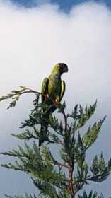 Sighting Bird / Parrot