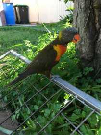 Sighting Lory / Lorikeet