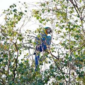 Sighting Macaw