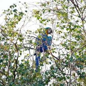 Sighting Macaw