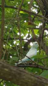 Sighting Parakeet