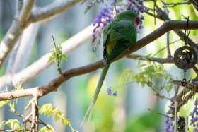 Sighting Alexandrine