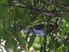 Sighting African Grey