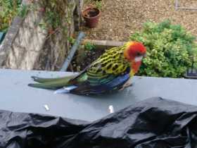 Sighting Rosella