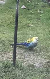 Sighting Rosella
