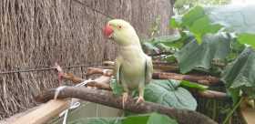 Sighting Parakeet