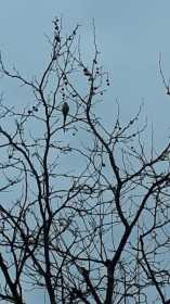 Sighting Parakeet