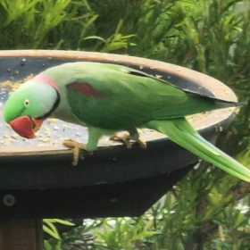 Sighting Alexandrine