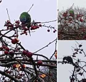 Sighting Derbyan Parakeet