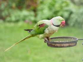 Sighting Alexandrine