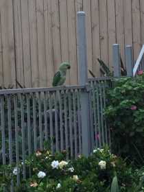 Sighting African Ringneck Parakeet