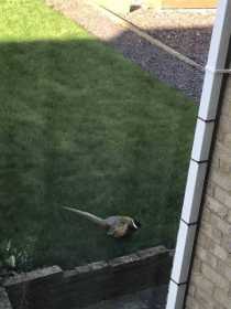 Sighting Pheasant