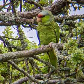 Sighting Amazon