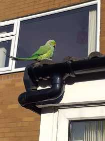 Sighting Indian Ringneck Parakeet