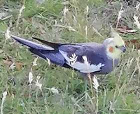 Sighting Cockatiel