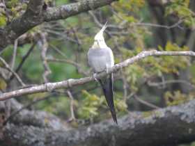 Sighting Cockatiel