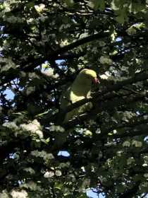 Sighting Indian Ringneck Parakeet