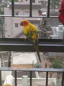 Sighting Conure