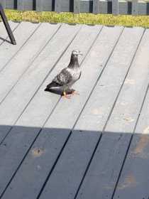 Sighting Pigeon