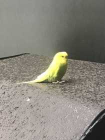 Sighting Budgerigar