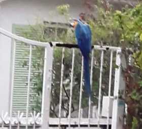 Sighting Macaw