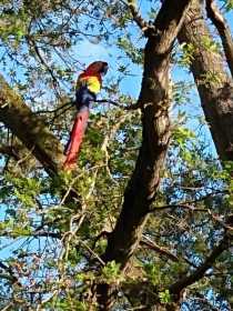 Sighting Macaw