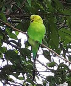 Sighting Budgerigar