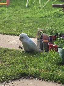 Sighting Corella Cockatoo