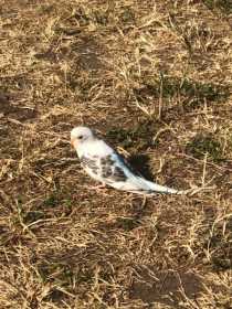 Sighting Budgerigar