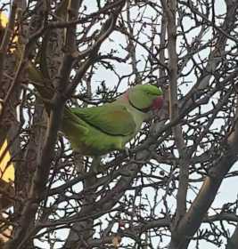 Sighting Alexandrine