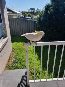 Sighting Cockatoo