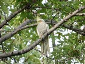 Sighting Cockatiel