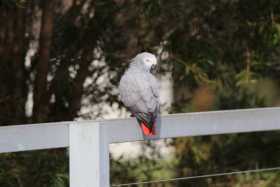 Sighting African Grey
