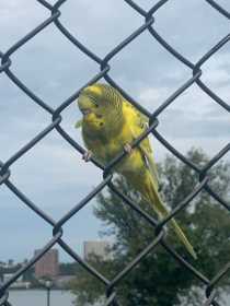 Sighting Parakeet