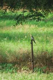 Sighting Cockatiel