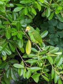 Sighting Amazon