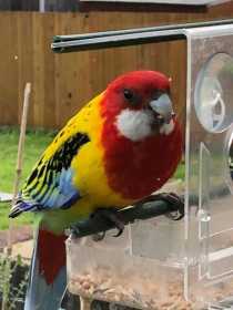 Sighting Rosella