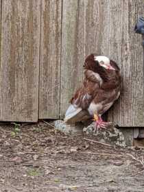 Sighting Pigeon