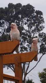 Sighting Major Mitchell Cockatoo