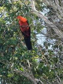 Sighting Australian King