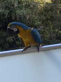 Sighting Macaw