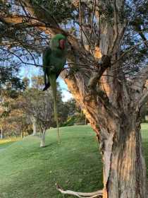 Sighting Alexandrine